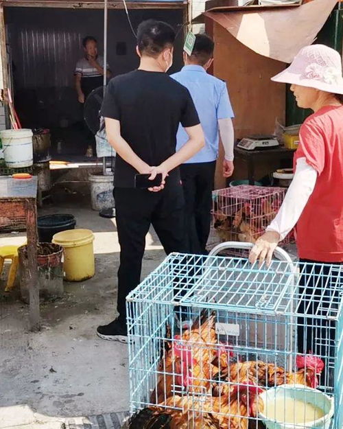 合肥市市场监管局开展规范市区家禽交易行为集中执法行动