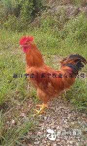 盐城家禽销售指南 黄羽鸡价格、型号与选购图片全解析