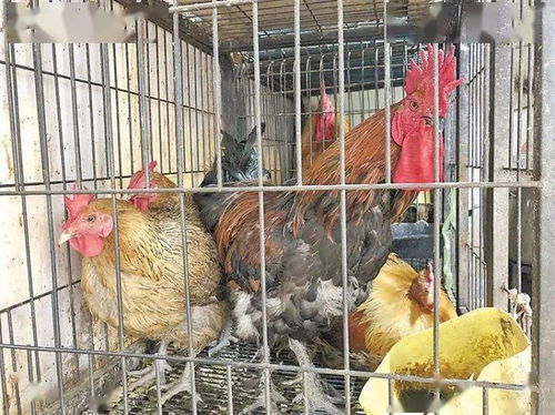 家禽“现杀现卖”禁令落地难 曲靖市场照旧宰杀，盐城销售模式引热议