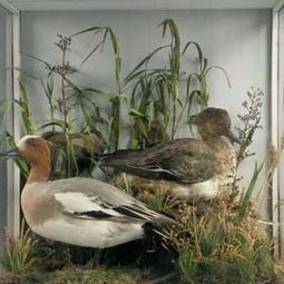 吉林与盐城珍禽产业 特色养殖与市场前景分析