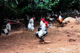 产学研融合赋能地方产业 龚炎长教授助力宜昌家禽业升级与市场拓展