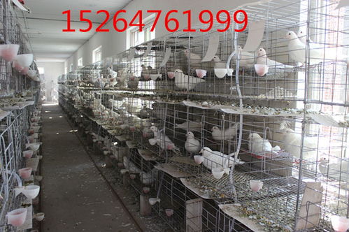 盐城观赏鸽市场价格解析与选购指南