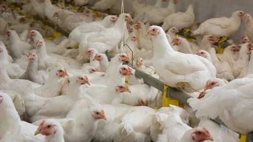 火箭猪再现市场，毛鸡与鸡蛋价格会跟涨吗？盐城家禽养殖户必读