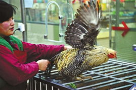 彻底隔断人与禽直接接触 上海或将永久关闭活禽交易引发的思考与盐城家禽销售模式的应对