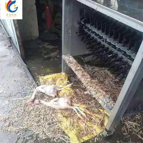 盐城地区家禽打毛机厂家与报价全攻略