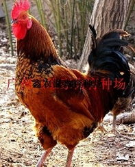 广州优质黑鸡苗与盐城家禽销售的市场机遇与协作展望