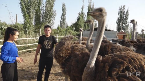 特色养殖助农致富 盐城家禽销售引领乡村振兴新篇章