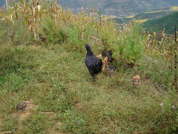 达谷底自然村 盐城家禽销售的生态与机遇